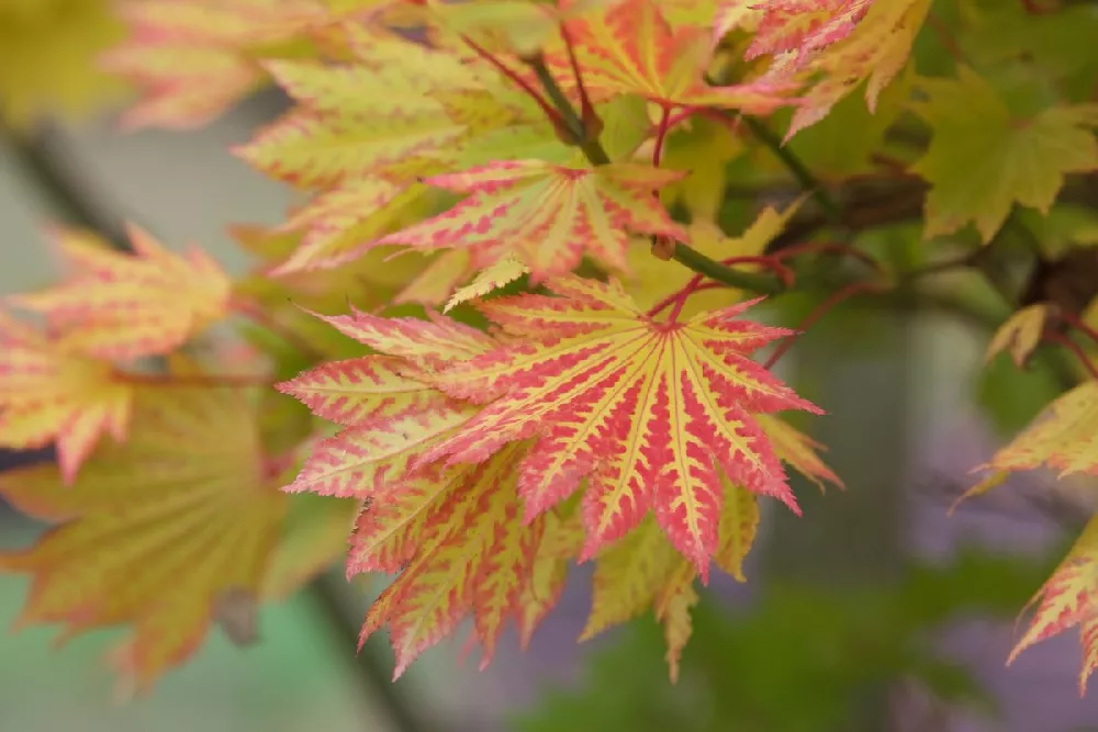 Bihou Japanese Maple Tree 1