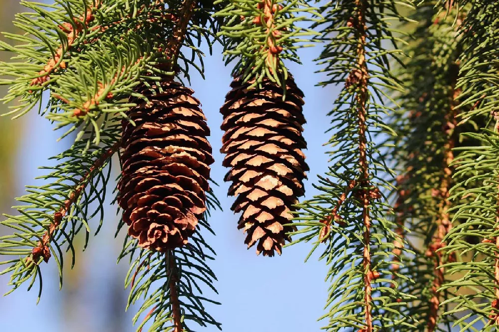 Black Hills Spruce Tree 2