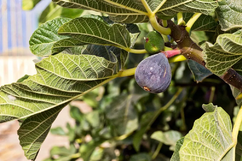 Black Mission Fig Tree