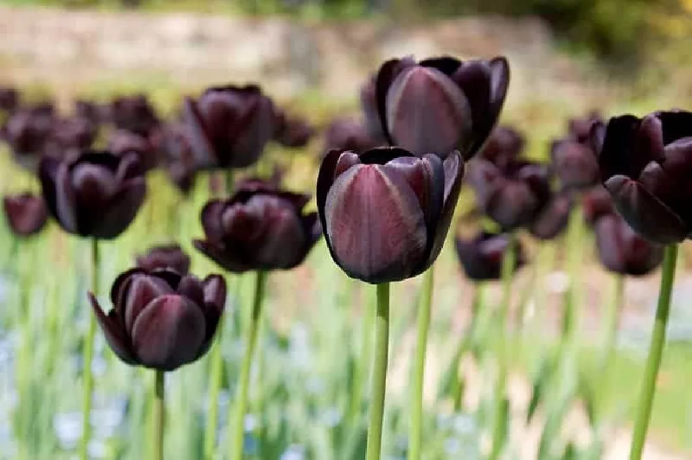 Black Tulips