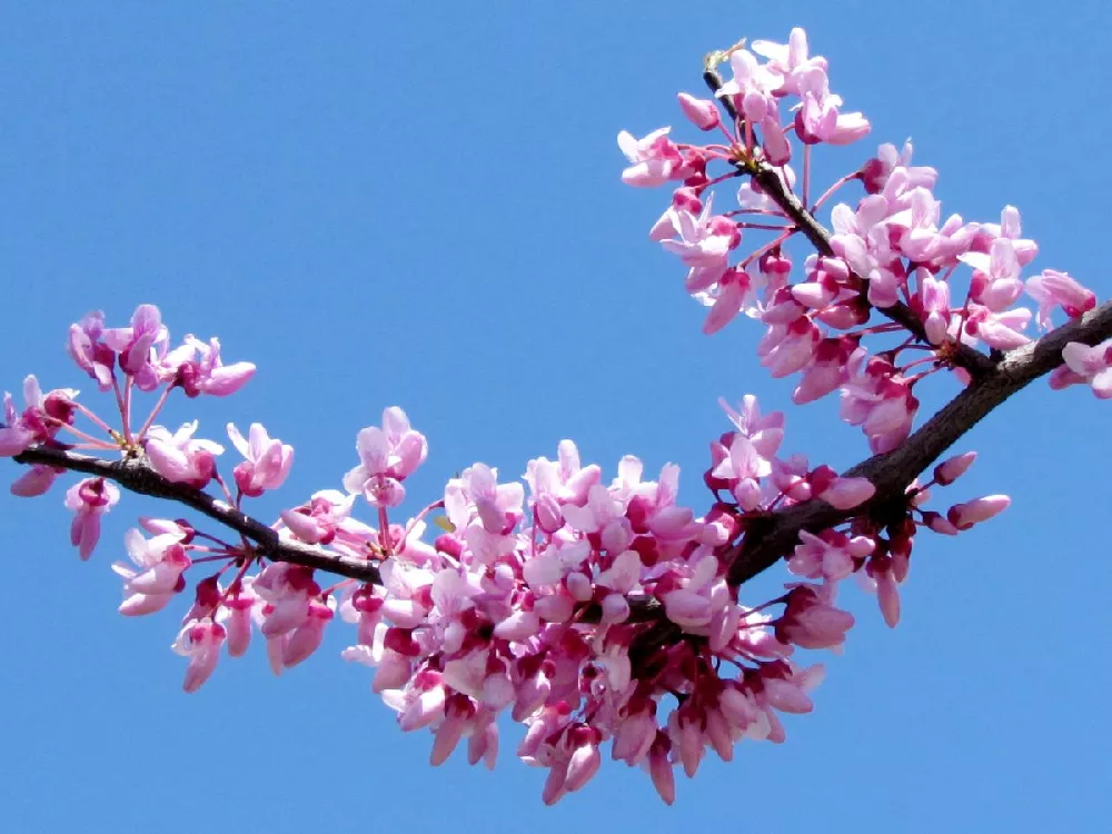 Black Pearl™ Redbud Tree