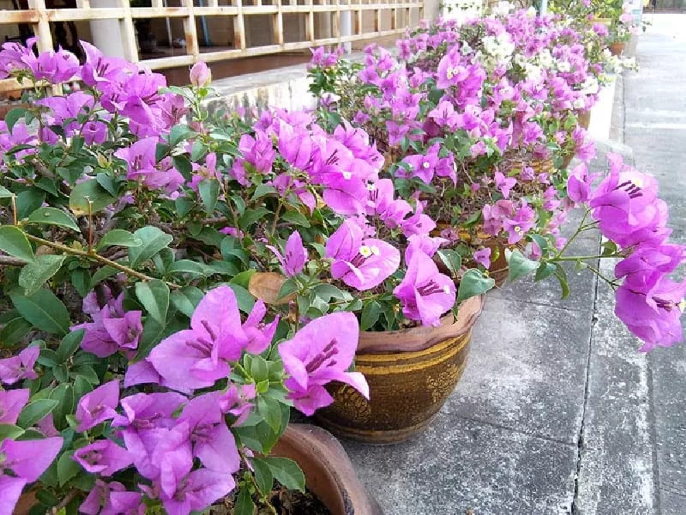 Bougainvillea in pots