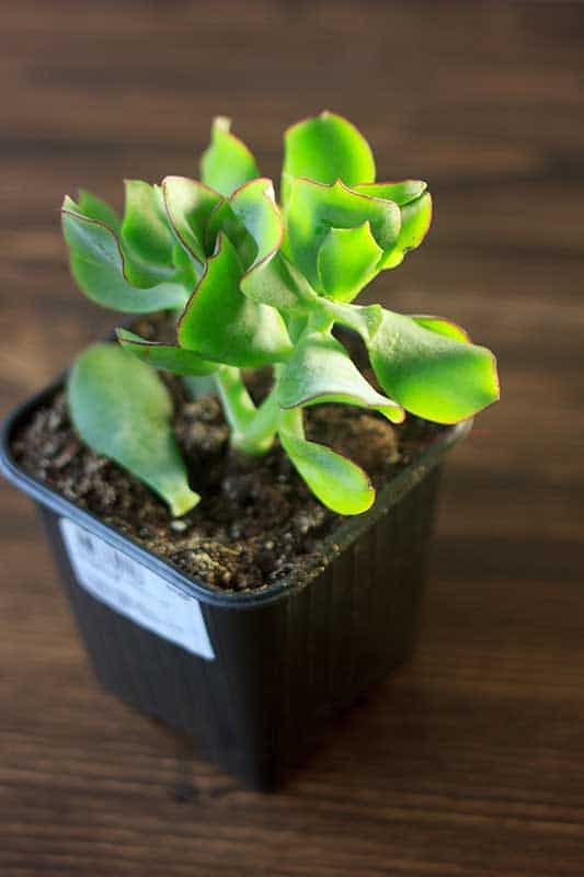 Blue Bird Crassula Ovata