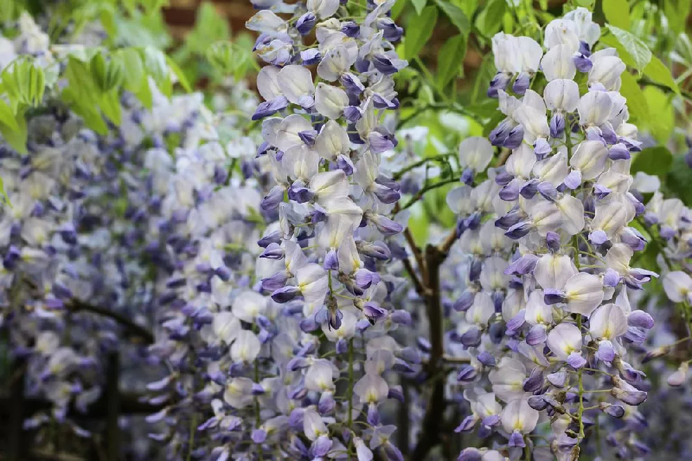 Blue Moon Wisteria Vine