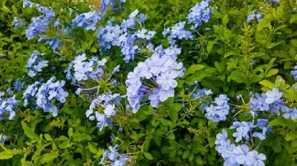 Dark Blue Plumbago