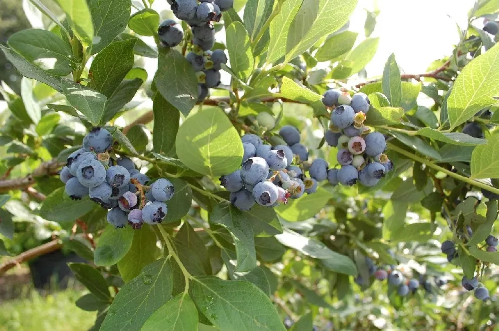 3-in-1 Blueberry Bush