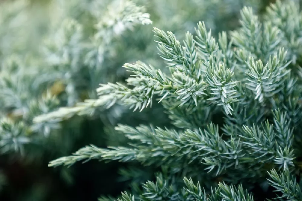 Blue Pacific Juniper 