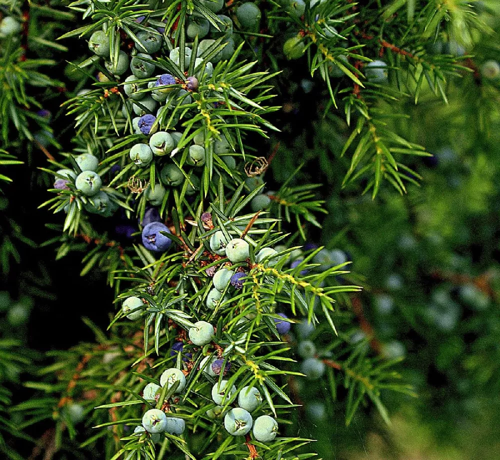 Blue Pacific Juniper 