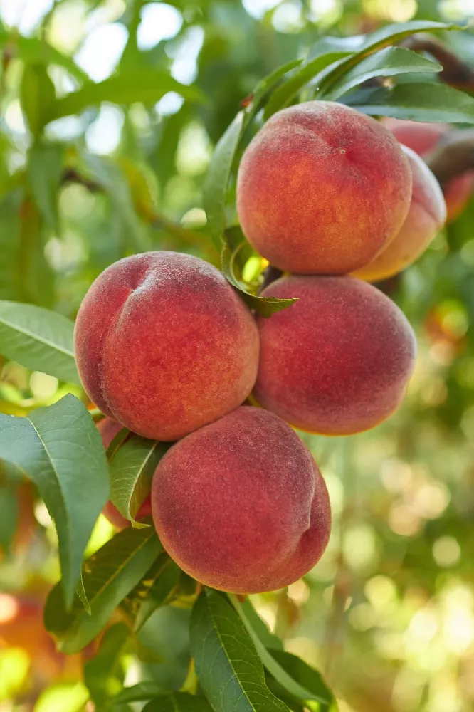 Bonanza Patio Peach Tree