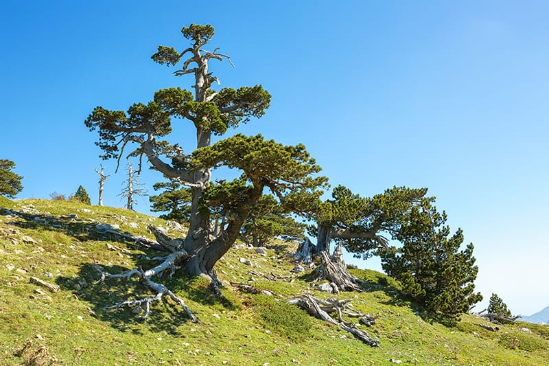 Bosnian Pine