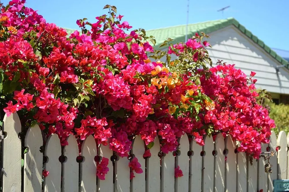 Red Bougainvillea