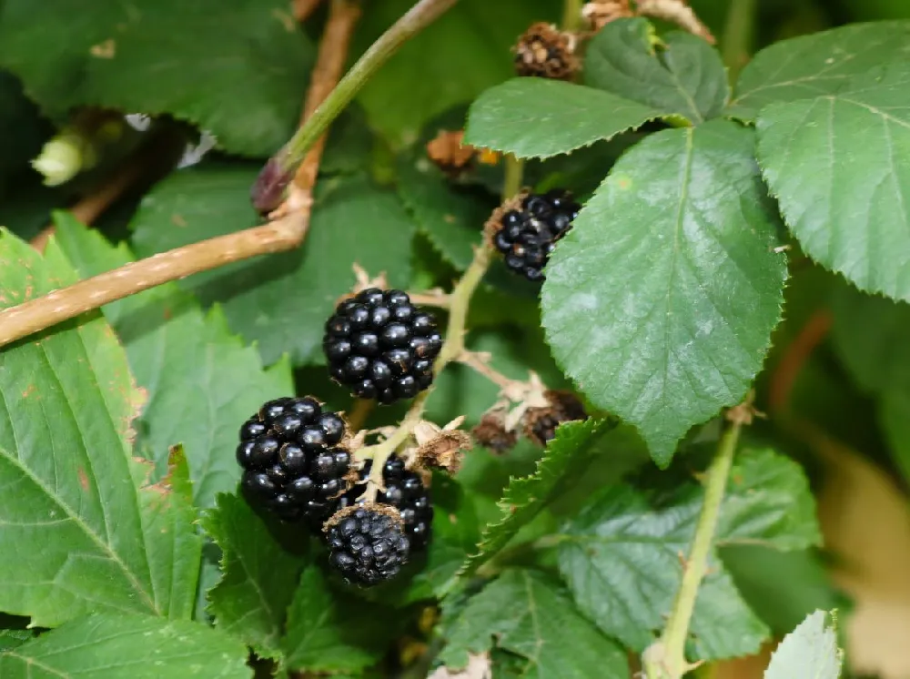 Boysenberry Bush - Thornless