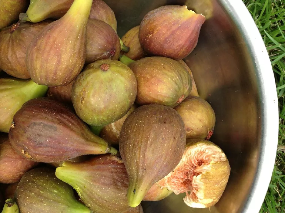 Brown Turkey Fig 2