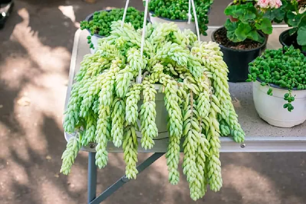 Burros Tail in a pot