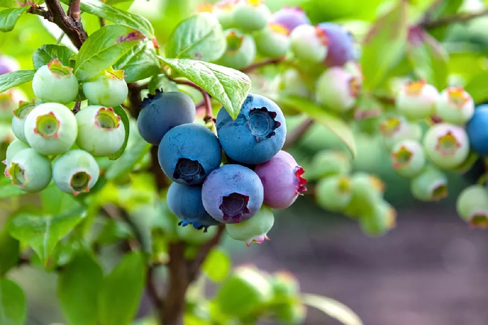 Bushel and Berry® Blueberry Glaze™ Blueberry Bush