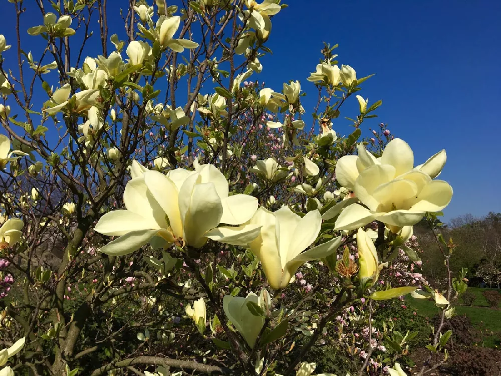 Butterfly Magnolia Tree