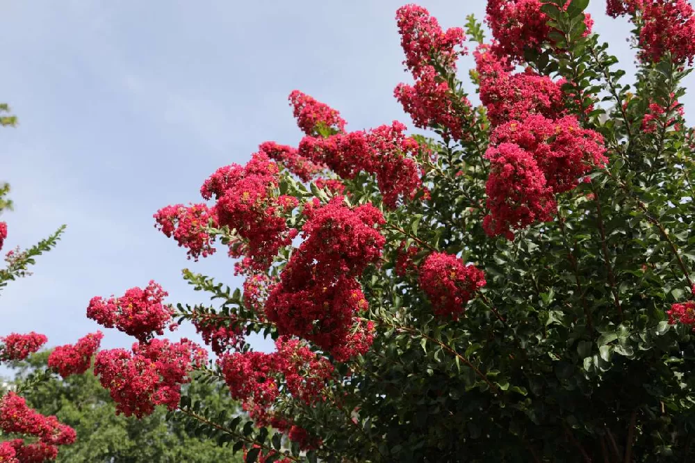 Enduring Summer Crape Myrtle