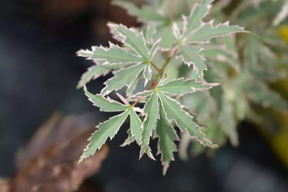 Butterfly Japanese Maple Tree