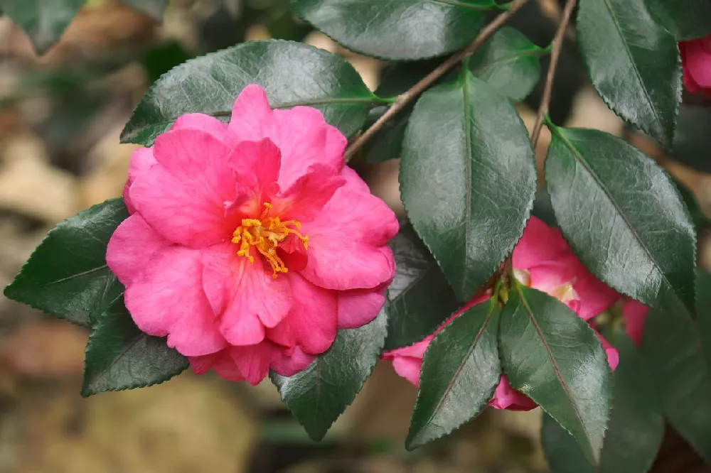 Camellia 'Shi-Shi Gashira' Shrub