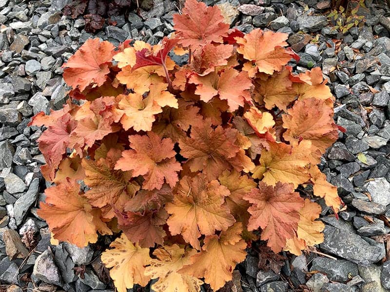 Caramel heuchera