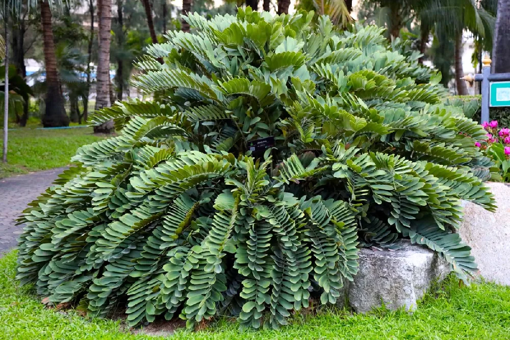 Cardboard Palm