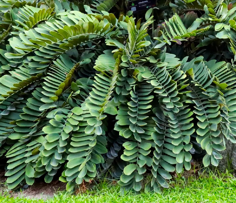 Cardboard Palm close-up