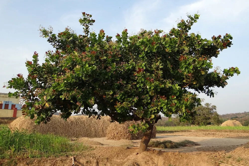     CashewTrees1