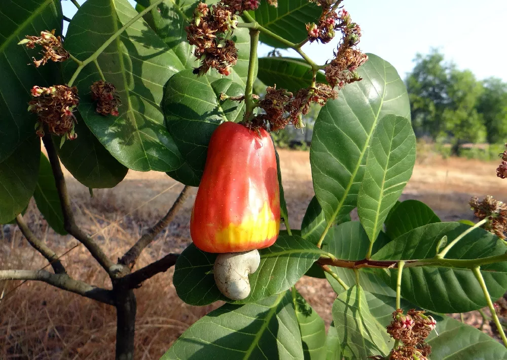    CashewTrees3