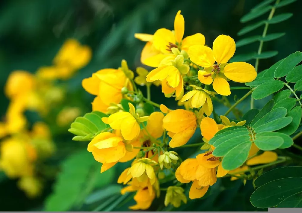 Cassia Tree