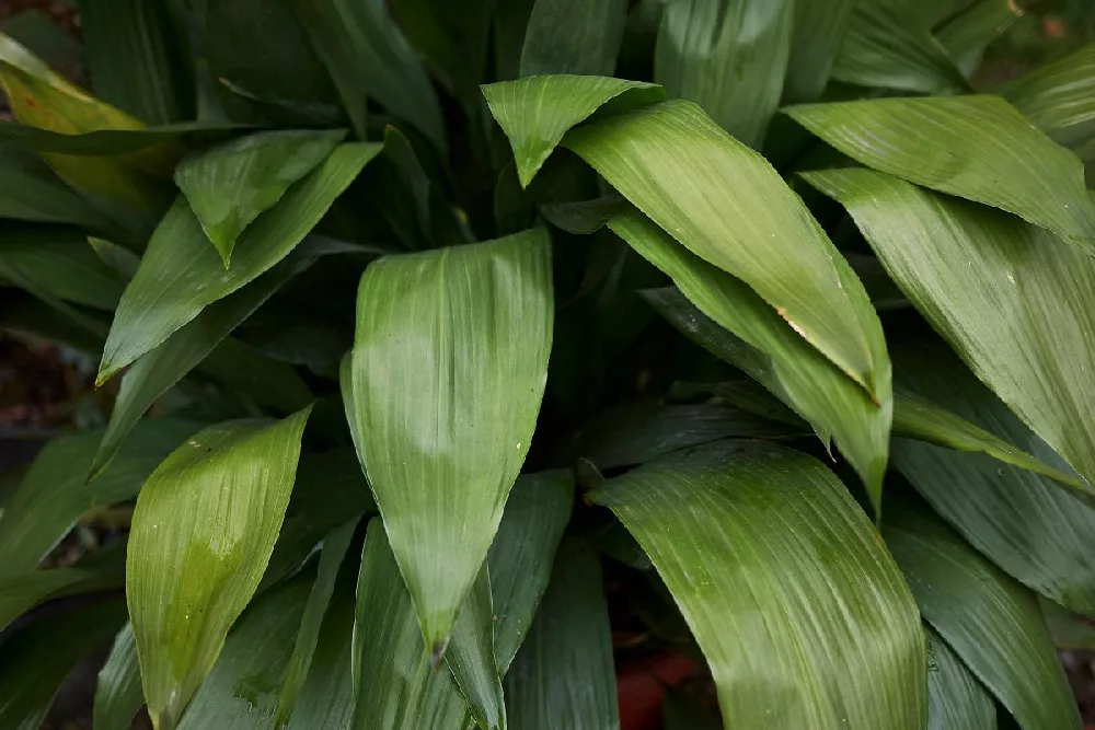 Cast Iron Plants