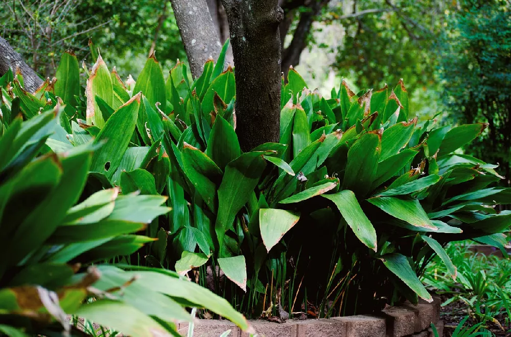 Cast Iron Plants outside