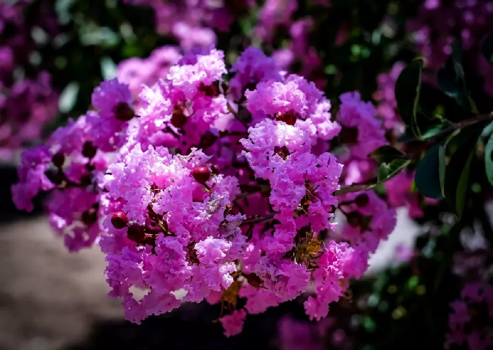 Catawba Crape Myrtle Tree