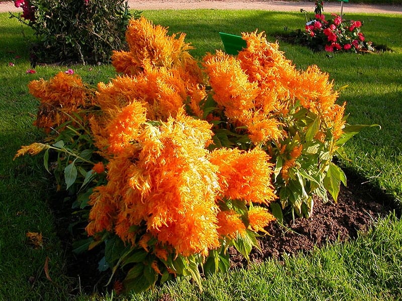 Celosia argentea 'Fresh Look Yellow'