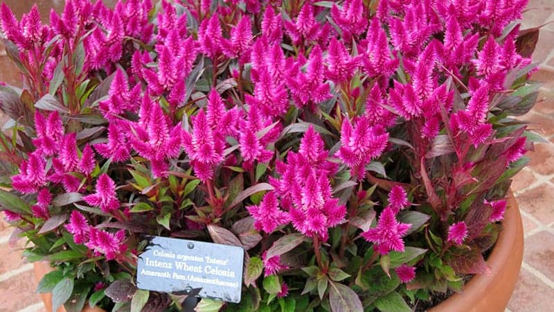 Celosia argentea 'Intenz' 