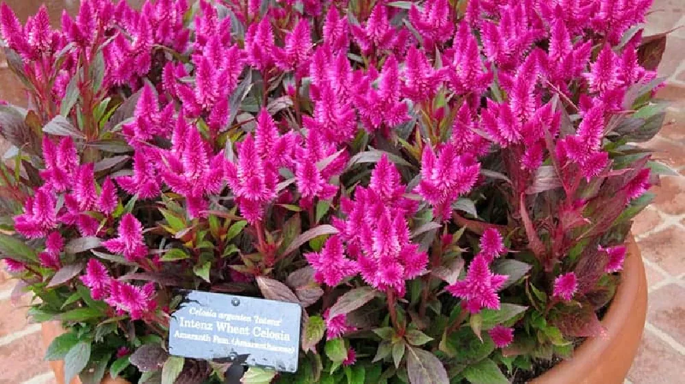 Pink Celosia