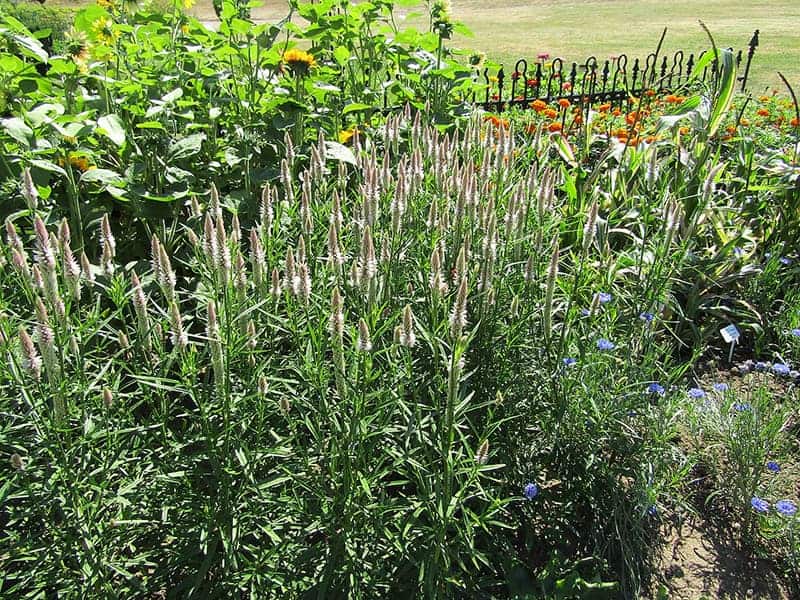 Celosia spicata 'Flamingo Feather' 