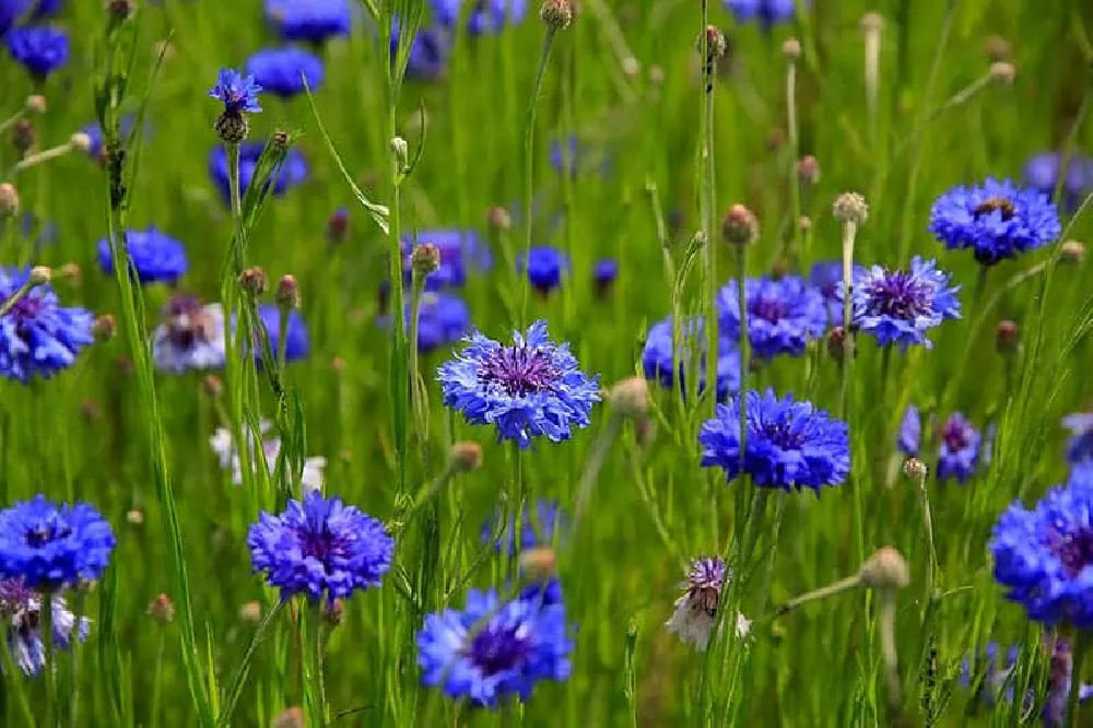 Bachelor Buttons in a field