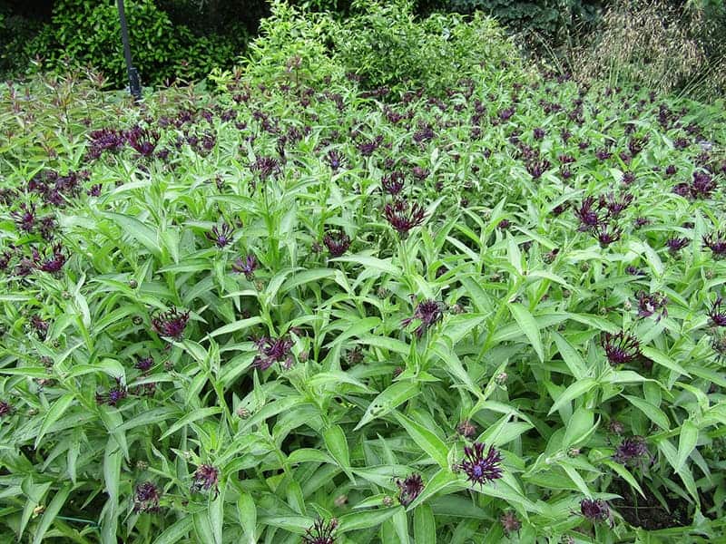 Centaurea montana ‘Black Sprite’