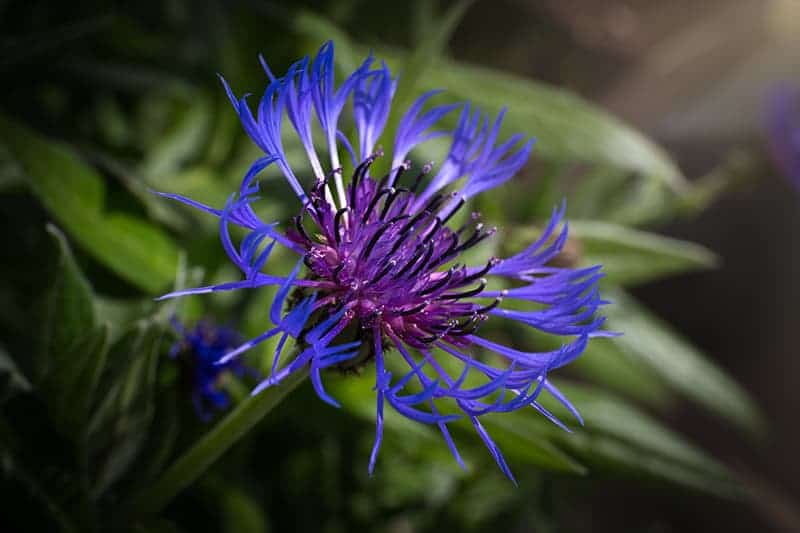 Centaurea montana - Mountain Blue