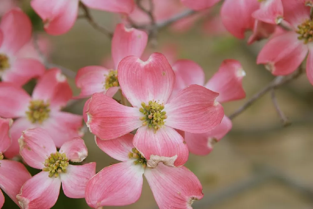 Cherokee Brave Dogwood close-up