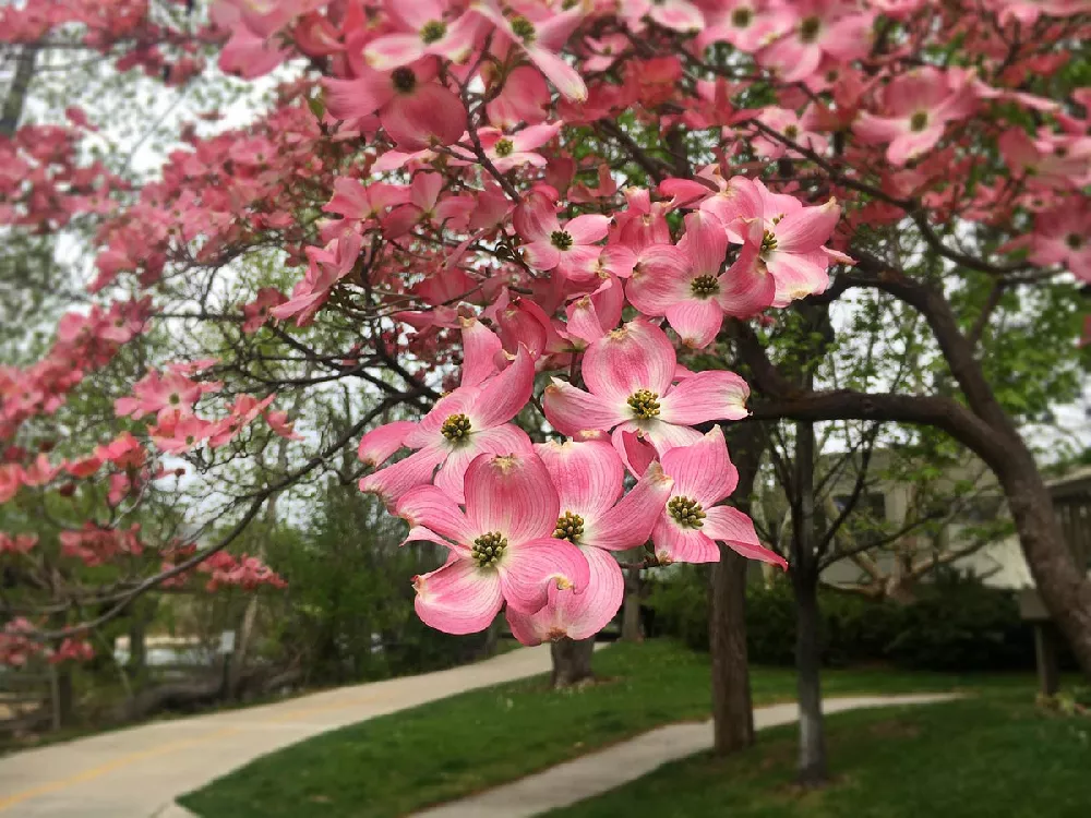 Cherokee Brave Dogwood