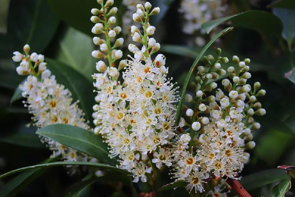 cherry laurel flower