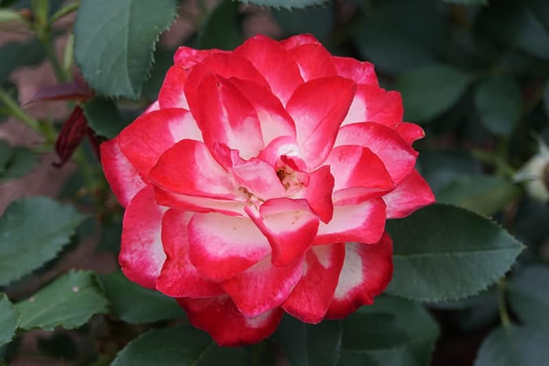 Rosa 'Cherry Parfait'