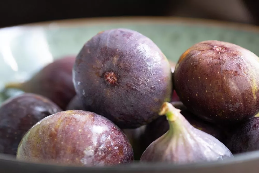 Chicago Hardy Fig Tree