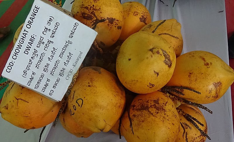 Chowghat Orange Dwarf Coconut