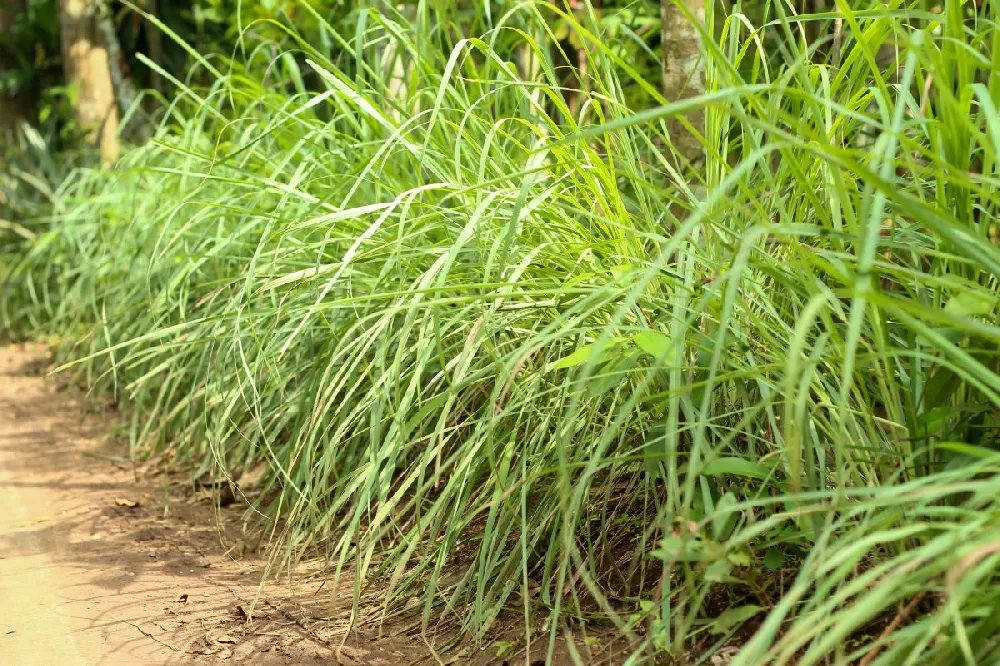 Citronella Grass (Cymbopogon nardus)