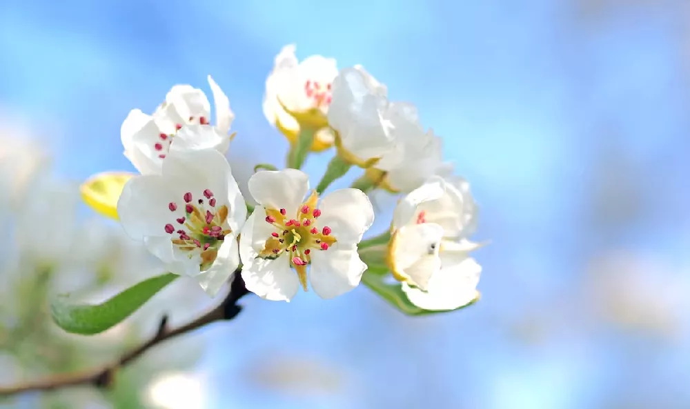 Cleveland Pear Tree close up