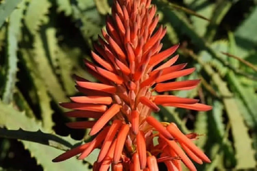 Torch Lily flowers