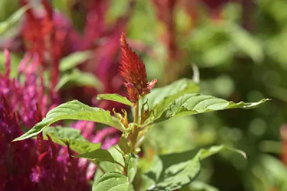 Flowering Celosia