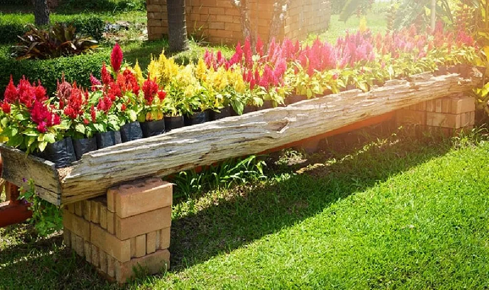 Celosia in sunlight